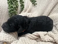 Onyx 🧡, a male Goldendoodle and Poodle - Standard  for sale in Fredericksburg, VA – 6 of 7