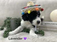 Lavender 💜, a female Goldendoodle for sale in Fredericksburg, VA – 8 of 10