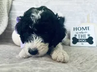 Lavender 💜, a female Goldendoodle for sale in Fredericksburg, VA – 5 of 10