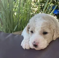 Bubbles, a female Goldendoodle and Poodle - Standard  for sale in Fredericksburg, VA – Photo 2 of 9