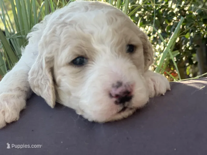 Bubbles – Goldendoodle, Poodle - Standard  puppy for sale in Fredericksburg, VA