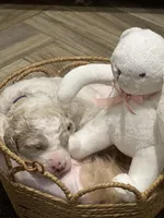 Bubbles, a female Goldendoodle and Poodle - Standard  for sale in Fredericksburg, VA – Photo 7 of 9