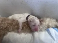 Bubbles, a female Goldendoodle and Poodle - Standard  for sale in Fredericksburg, VA – Photo 3 of 3