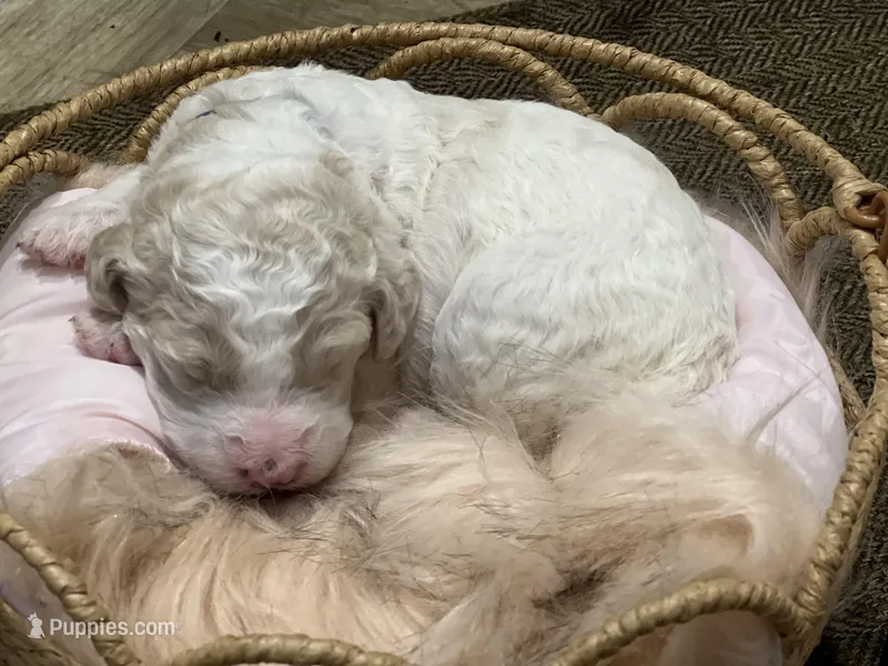 Bubbles – Goldendoodle, Poodle - Standard  puppy for sale in Fredericksburg, VA