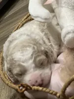 Bubbles, a female Goldendoodle and Poodle - Standard  for sale in Fredericksburg, VA – Photo 8 of 9