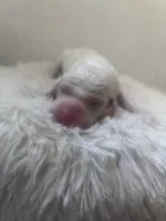 Bubbles, a female Goldendoodle and Poodle - Standard  for sale in Fredericksburg, VA – Photo 2 of 3