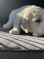 Bubbles, a female Goldendoodle and Poodle - Standard  for sale in Fredericksburg, VA – Photo 4 of 9