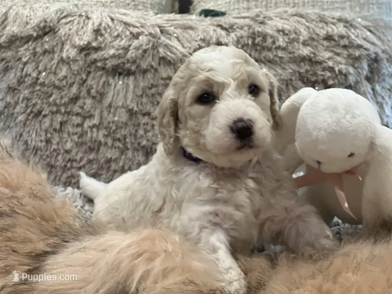 Bubbles – Goldendoodle, Poodle - Standard  puppy for sale in Fredericksburg, VA