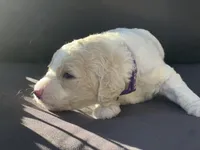 Bubbles, a female Goldendoodle and Poodle - Standard  for sale in Fredericksburg, VA – Photo 5 of 9