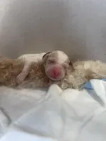 Bubbles, a female Goldendoodle and Poodle - Standard  for sale in Fredericksburg, VA – Photo 1 of 3