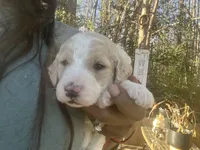 Bubbles, a female Goldendoodle and Poodle - Standard  for sale in Fredericksburg, VA – Photo 3 of 9