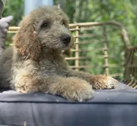 Kiko , a male Goldendoodle and Poodle - Standard  for sale in Fredericksburg, VA – 2 of 7