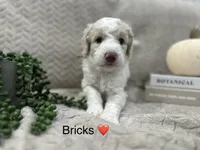 Bricks ❤️, a male Goldendoodle and Poodle - Standard  for sale in Fredericksburg, VA – 6 of 10