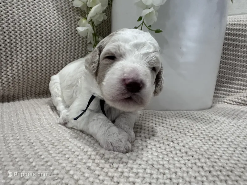 Ash🖤 – Goldendoodle, Poodle - Standard  puppy for sale in Fredericksburg, VA