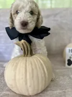 Ash🖤, a male Goldendoodle and Poodle - Standard  for sale in Fredericksburg, VA – 2 of 9
