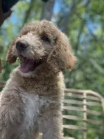 Kiko , a male Goldendoodle and Poodle - Standard  for sale in Fredericksburg, VA – 3 of 7