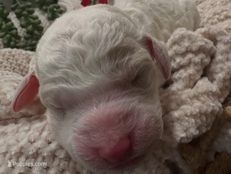 Bricks  – Goldendoodle, Poodle - Standard  puppy for sale in Fredericksburg, VA
