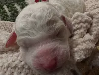 Bricks ❤️, a male Goldendoodle and Poodle - Standard  for sale in Fredericksburg, VA – 1 of 9