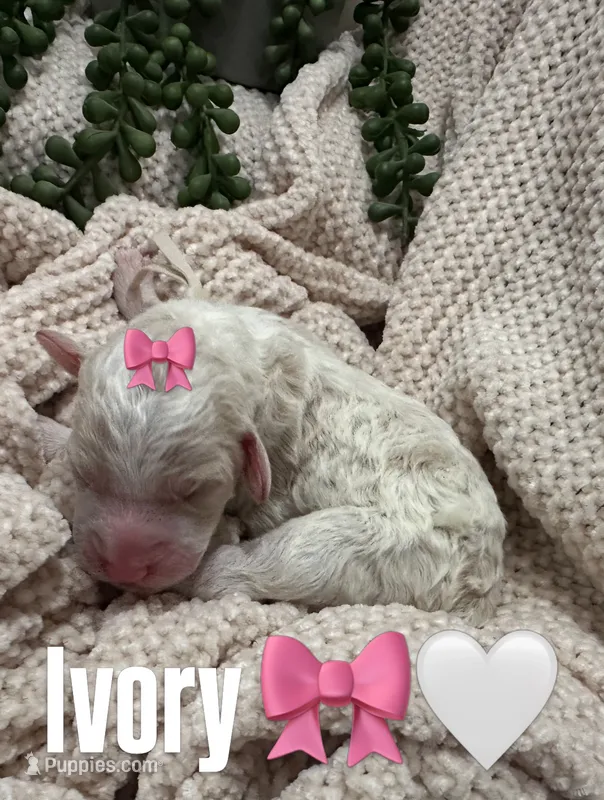Ivory – Goldendoodle, Poodle - Standard  puppy for sale in Fredericksburg, VA