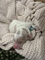Jade 🩵, a female Goldendoodle and Poodle - Standard  for sale in Fredericksburg, VA – 4 of 8