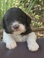 Lucky, a male Goldendoodle and Poodle - Standard  for sale in Fredericksburg, VA – Photo 7 of 10