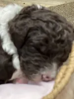 Lucky, a male Goldendoodle and Poodle - Standard  for sale in Fredericksburg, VA – Photo 8 of 10