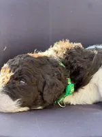 Lucky, a male Goldendoodle and Poodle - Standard  for sale in Fredericksburg, VA – Photo 2 of 10