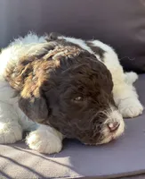 Lucky, a male Goldendoodle and Poodle - Standard  for sale in Fredericksburg, VA – Photo 5 of 10