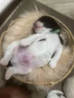 Lucky, a male Goldendoodle and Poodle - Standard  for sale in Fredericksburg, VA – Photo 10 of 10