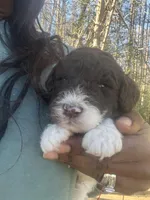 Lucky, a male Goldendoodle and Poodle - Standard  for sale in Fredericksburg, VA – Photo 6 of 10
