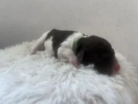 Lucky, a male Goldendoodle and Poodle - Standard  for sale in Fredericksburg, VA – Photo 4 of 4