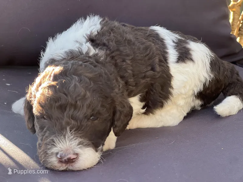 Lucky – Goldendoodle, Poodle - Standard  puppy for sale in Fredericksburg, VA