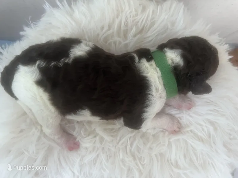 Lucky – Goldendoodle, Poodle - Standard  puppy for sale in Fredericksburg, VA