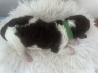 Lucky, a male Goldendoodle and Poodle - Standard  for sale in Fredericksburg, VA – Photo 1 of 4