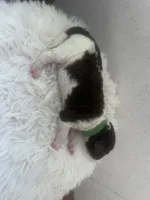 Lucky, a male Goldendoodle and Poodle - Standard  for sale in Fredericksburg, VA – Photo 2 of 4