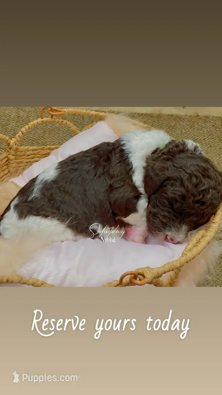 Lucky – Goldendoodle, Poodle - Standard  puppy for sale in Fredericksburg, VA