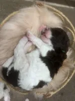 Lucky, a male Goldendoodle and Poodle - Standard  for sale in Fredericksburg, VA – Photo 9 of 10