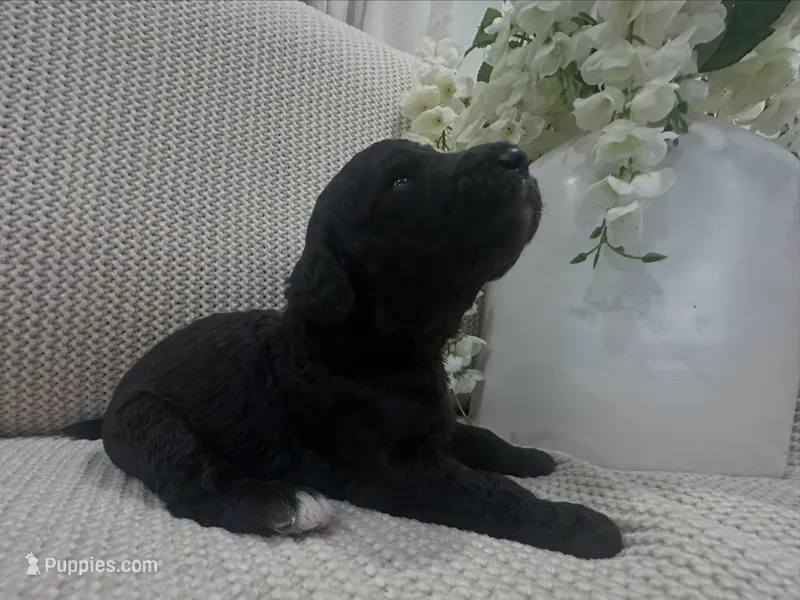 Onyx 🧡 – Goldendoodle, Poodle - Standard  puppy for sale in Fredericksburg, VA