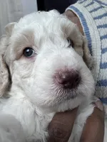 Ash🖤, a male Goldendoodle and Poodle - Standard  for sale in Fredericksburg, VA – 8 of 9