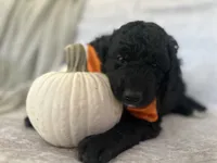 Onyx 🧡, a male Goldendoodle and Poodle - Standard  for sale in Fredericksburg, VA – 2 of 10