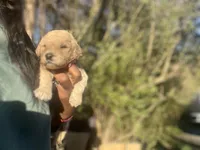 Nala, a female Goldendoodle and Poodle - Standard  for sale in Fredericksburg, VA – Photo 2 of 9