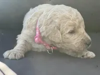 Nala, a female Goldendoodle and Poodle - Standard  for sale in Fredericksburg, VA – Photo 6 of 9