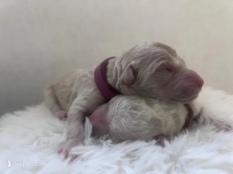 Nala – Goldendoodle, Poodle - Standard  puppy for sale in Fredericksburg, VA