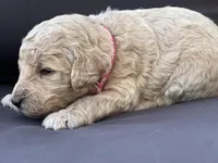 Nala, a female Goldendoodle and Poodle - Standard  for sale in Fredericksburg, VA – Photo 5 of 9