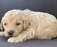 Nala, a female Goldendoodle and Poodle - Standard  for sale in Fredericksburg, VA – Photo 7 of 9