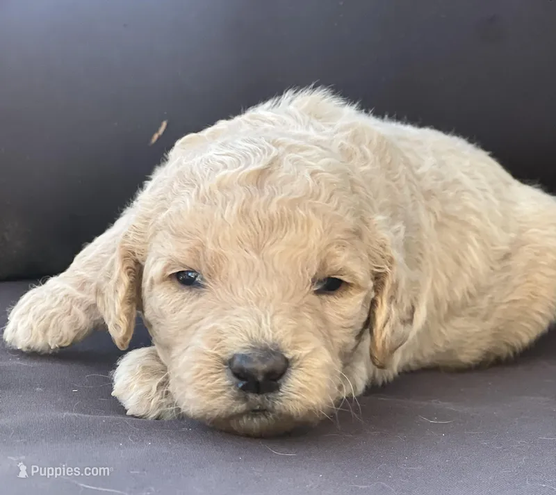 Nala – Goldendoodle, Poodle - Standard  puppy on hold in Fredericksburg, VA