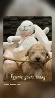 Nala, a female Goldendoodle and Poodle - Standard  for sale in Fredericksburg, VA – Photo 8 of 9