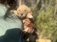 Nala, a female Goldendoodle and Poodle - Standard  for sale in Fredericksburg, VA – Photo 4 of 9
