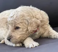 Nala, a female Goldendoodle and Poodle - Standard  for sale in Fredericksburg, VA – Photo 9 of 9