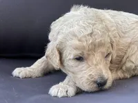 Nala, a female Goldendoodle and Poodle - Standard  for sale in Fredericksburg, VA – Photo 3 of 9